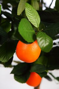 Naranjo Artificial En Maceta 150cm - Imagen 3