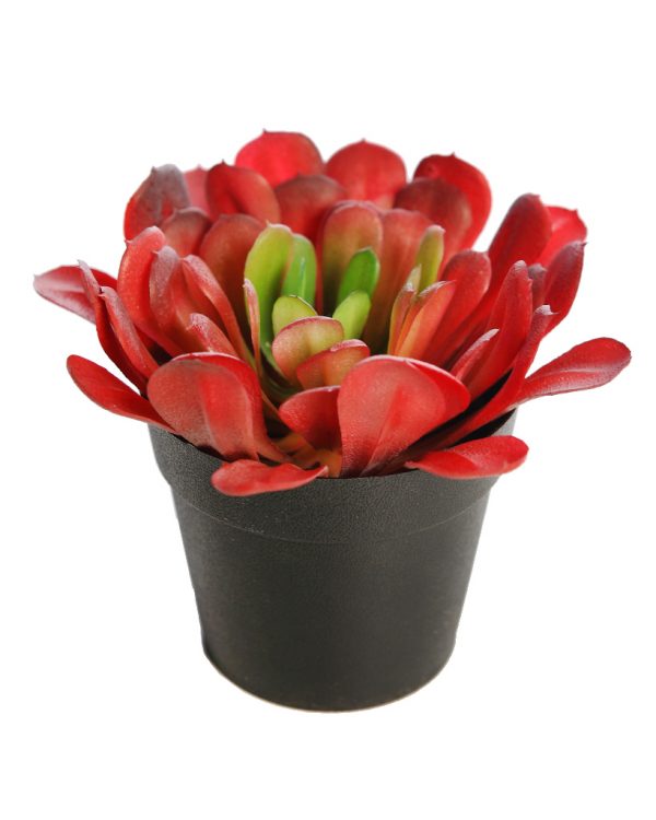 Planta Cactus Crasa En Maceta - Imagen 2