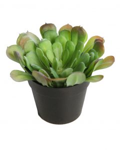 Planta Cactus Crasa En Maceta