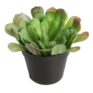 Planta Cactus Crasa En Maceta