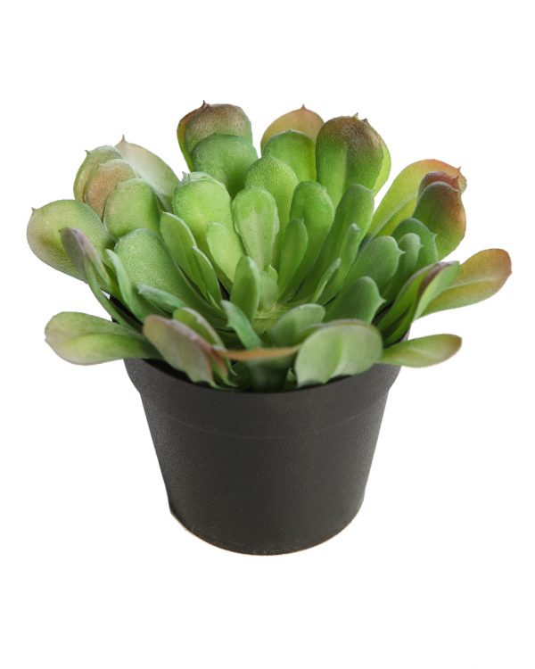 Planta-Cactus-Crasa-En-Maceta-verde Planta Cactus Crasa En Maceta - Imagen 1