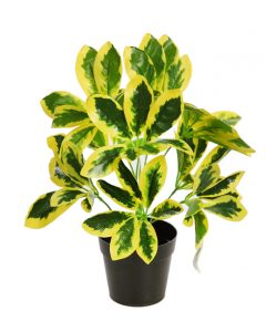 Planta Cheflera En Maceta 30cm - Imagen 2