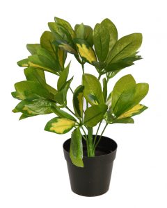 Planta Cheflera En Maceta 30cm