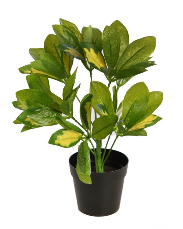 Planta-Cheflera-En-Maceta-30-cm-verde-claro Planta Cheflera En Maceta 30cm - Imagen 1