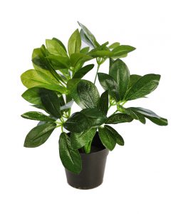 Planta Cheflera En Maceta 30cm - Imagen 3