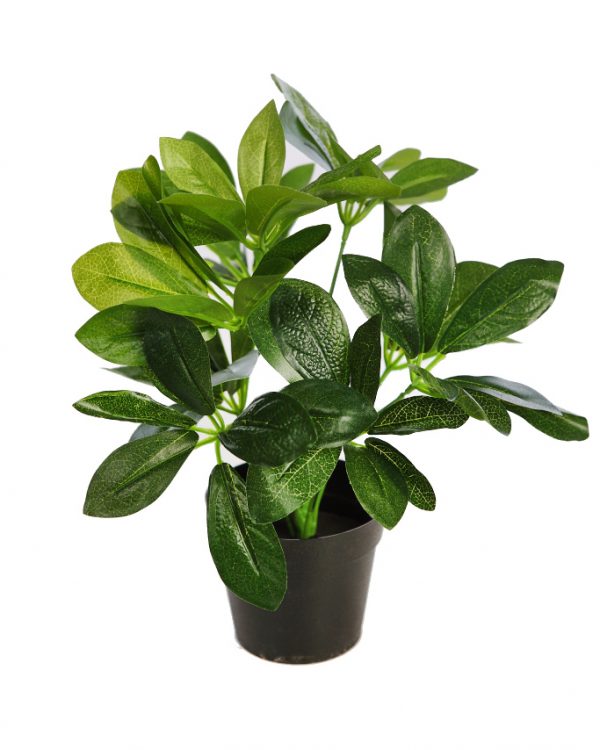 Planta Cheflera En Maceta 30cm - Imagen 3