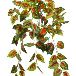 PLANTA COLEO COLGANTE 60CM