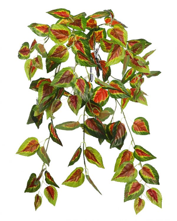 Planta-Coleo-Colgante-60-cm PLANTA COLEO COLGANTE 60CM - Imagen 1