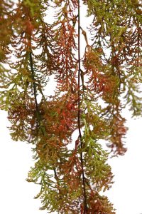 PLANTA COLGANTE PLÁSTICO 70 CM - Imagen 2