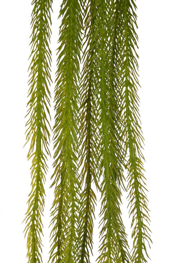 Planta Colgante Sedum 60cm - Imagen 2