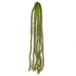 Planta Colgante Sedum 60cm