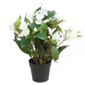 Planta Impatients En Maceta 30cm - Imagen 2