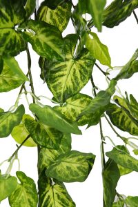 PLANTA SINGONIO COLGANTE 80CM - Imagen 2