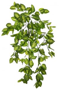 PLANTA SINGONIO COLGANTE 80CM