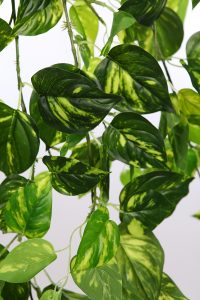 POTHO COLGANTE ARTIFICIAL 130CM - Imagen 2