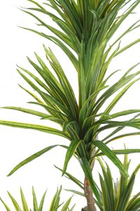 Yuca Artificial En Maceta 185cm Ancho 80cm - Imagen 2