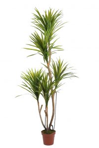 Yuca Artificial En Maceta 185cm Ancho 80cm
