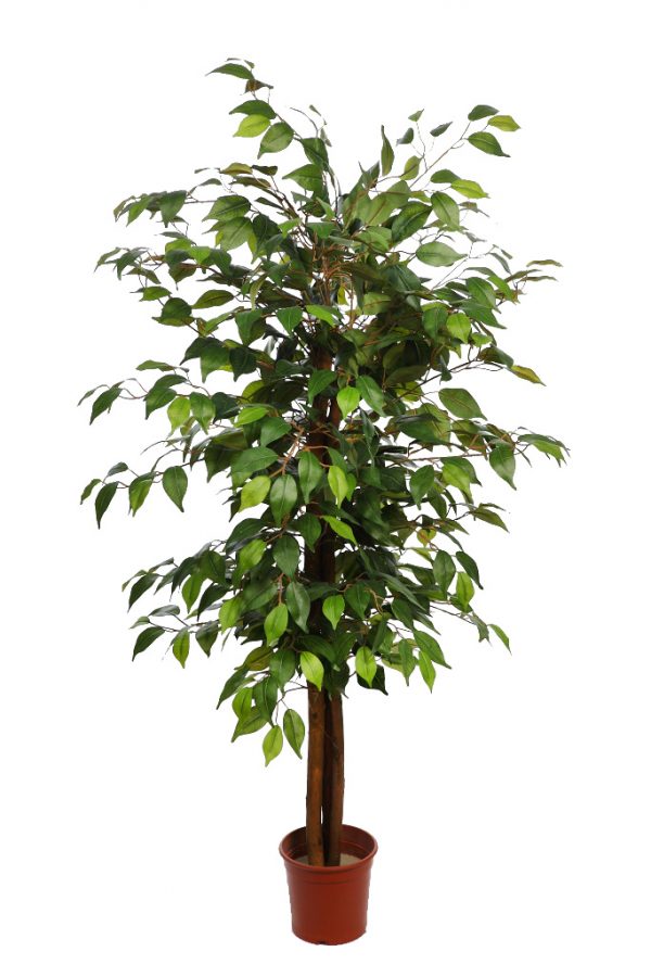 arbol-De-Ficus-Artificial-150-cm Árbol De Ficus Artificial 150cm - Imagen 1