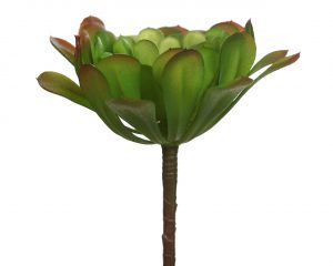 PLANTA CACTUS 18CM - Imagen 2