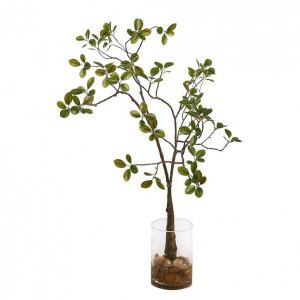 Ficus Microcarpa Raices 70Cm Vaso