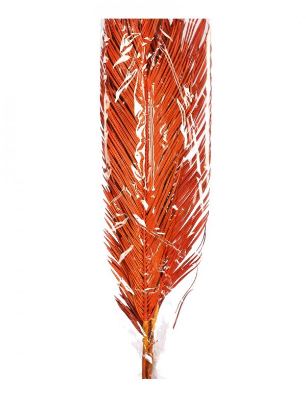 Atado 6 Hojas Mexicana 175Cm - Imagen 1