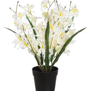 Maceta De Aleli 35 Cm