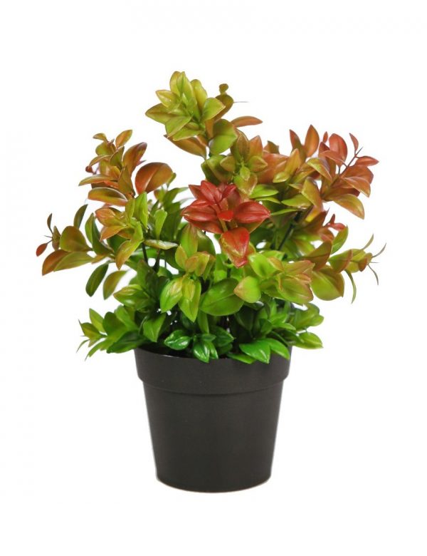 MATA DE EUCALIPTO EN MACETA 28 CM - Imagen 1