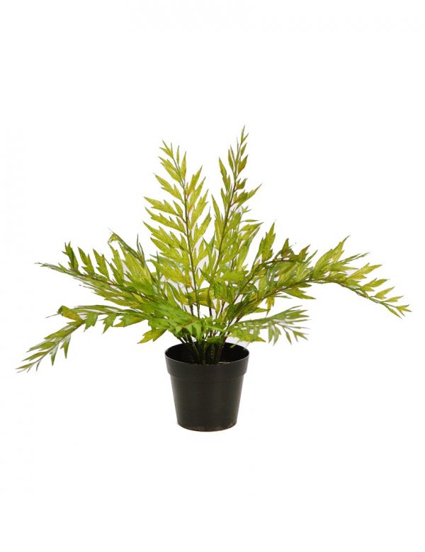 mata-helechosa-en-maceta-36cm-verde-oscuro Mata Helechosa En Maceta 33Cm - Imagen 1