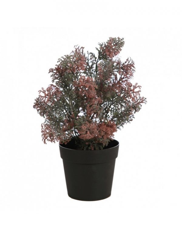 mata-silvestre-con-maceta-35cm-verde-oscuro Mata Silvestre Con Maceta 30Cm - Imagen 1