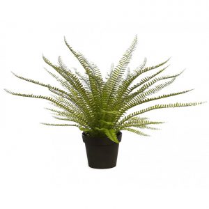 PLANTA DE HELECHO EN MACETA 70CM
