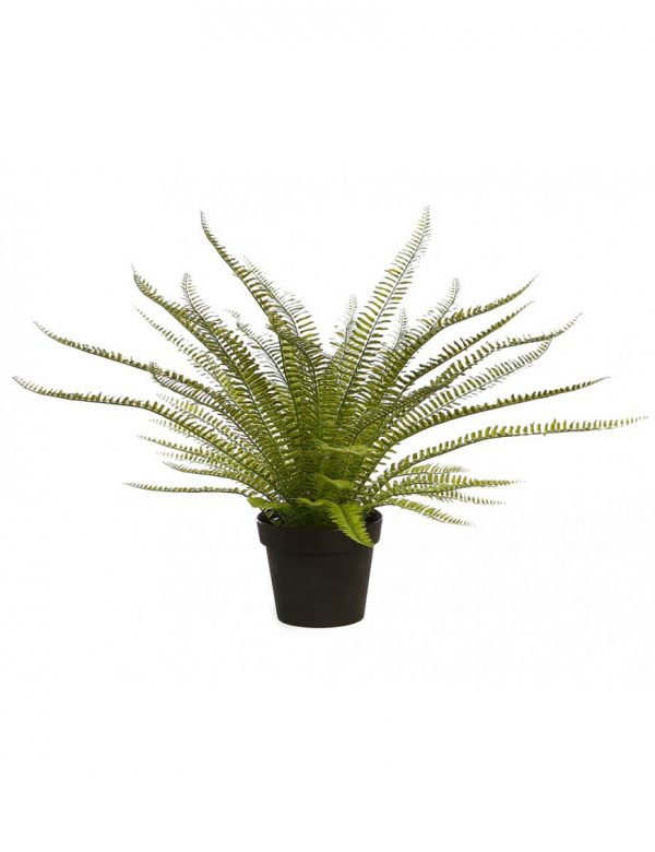 PLANTA DE HELECHO EN MACETA 70CM - Imagen 1