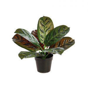 Planta Difembachia En Maceta 28Cm