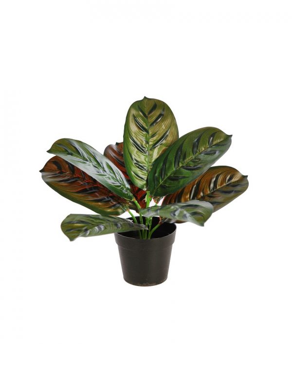 planta-difembachia-en-maceta-30cm-verde-oscuro Planta Difembachia En Maceta 28Cm - Imagen 1