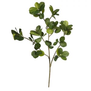 Rama Ficus Panda 50 Cm