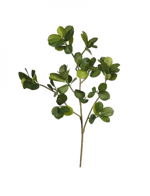 Rama Ficus Panda 50 Cm - Imagen 1