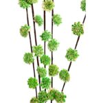 Flor Sola Rud Stick Dragon