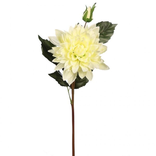 Flor Vara De Dalia Flor Vara De Dalia