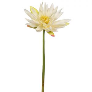 Vara Lotus, Alt. 60 Cm