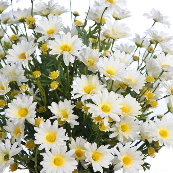 maceta margaritas artificiales 60cm