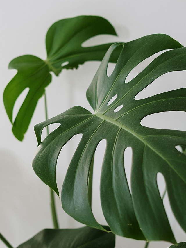 Monstera Artificial