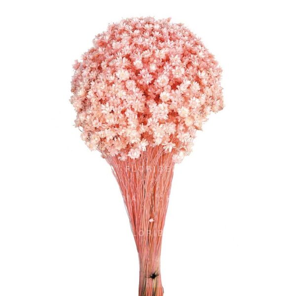 POMO GLIXIA - Imagen 2