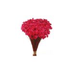 POMO GLIXIA - Imagen 3