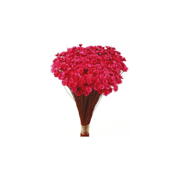 POMO GLIXIA - Imagen 3