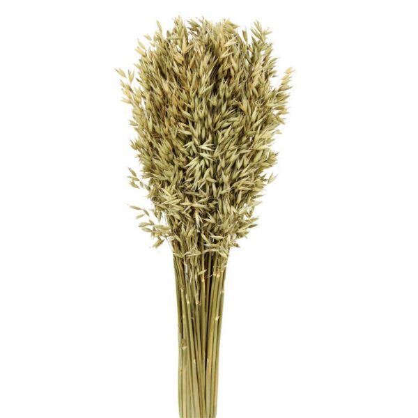 093.04_0-1 POMO AVENA SATIVA - Imagen 1