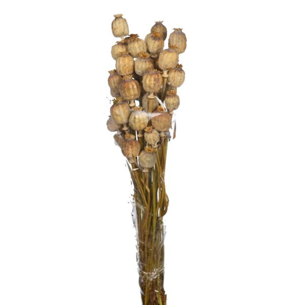 POMO AMAPOLA DORMIDERA 70CM - Imagen 1