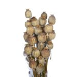 POMO AMAPOLA DORMIDERA 70CM - Imagen 2