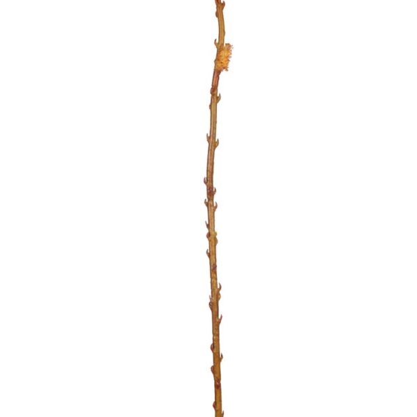 PUSSYWILLOW SAUCE-ENCARNADO - Imagen 2