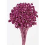 POMO HILL FLOWER - Imagen 3