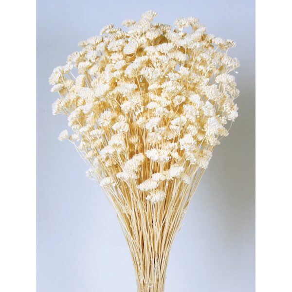 205.00_0 ACHILEA SILVESTRE - Imagen 1