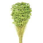 ACHILEA SILVESTRE - Imagen 3